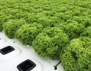 «Галіція Грінері» відкрила новий тепличний комплекс на 4,8 тис. кв. м для вирощування салату